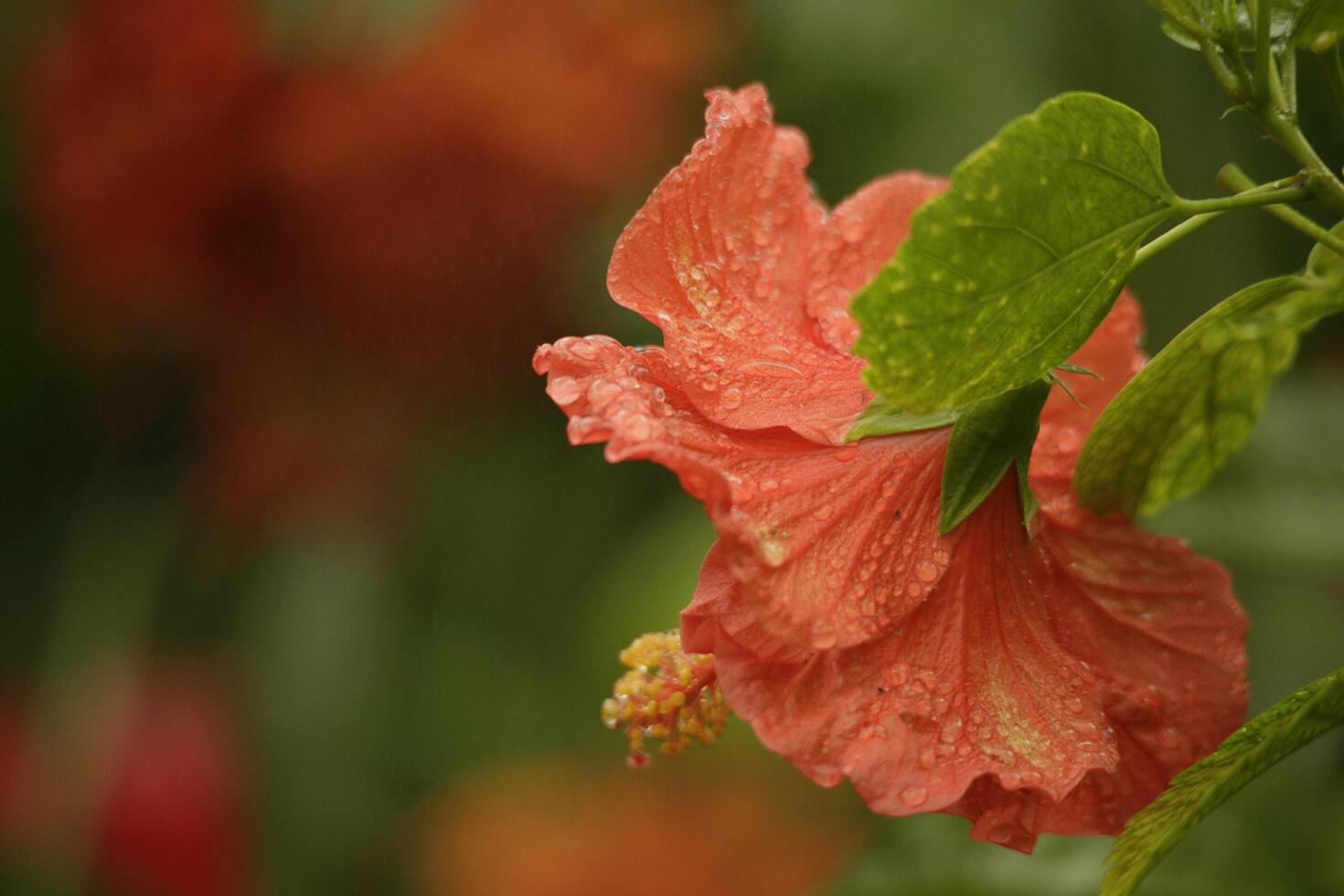 flor de hibisco naranja foto