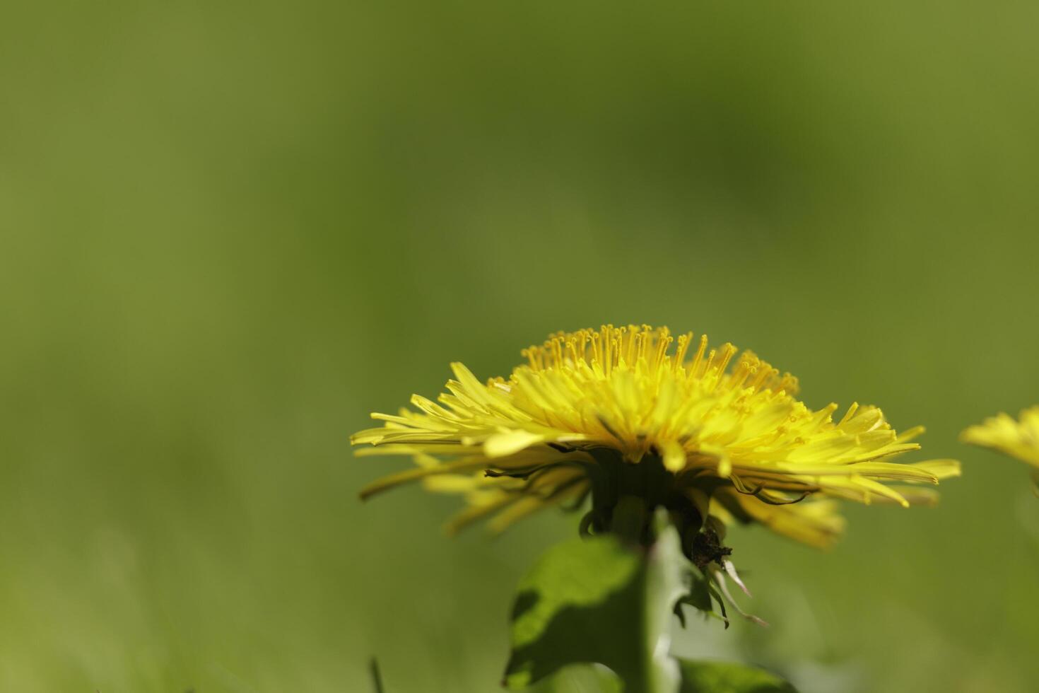 Dandelion colorful weeds in the grassland photo
