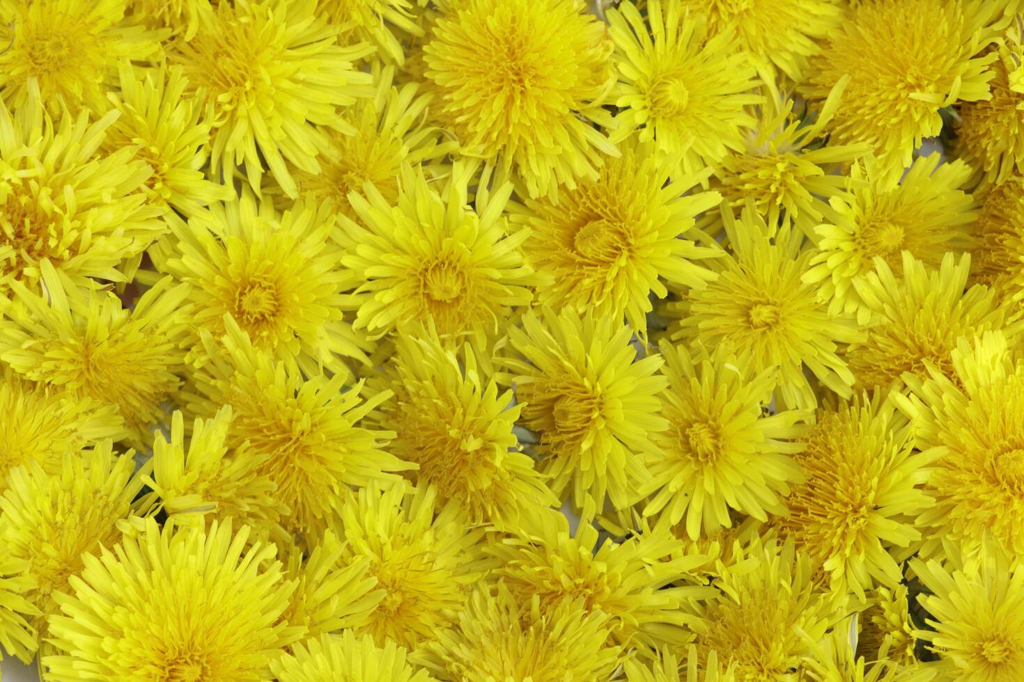 yellow dandelion flower a weed but also herbal medicine photo