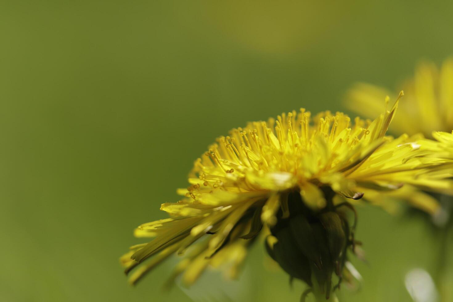 yellow dandelion flower a weed but also herbal medicine photo