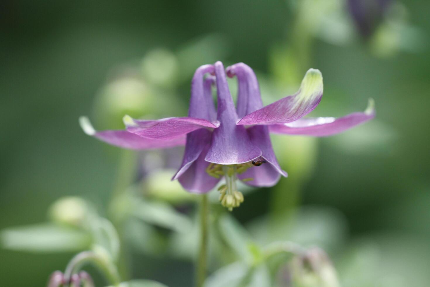 blue columbine flowers photo