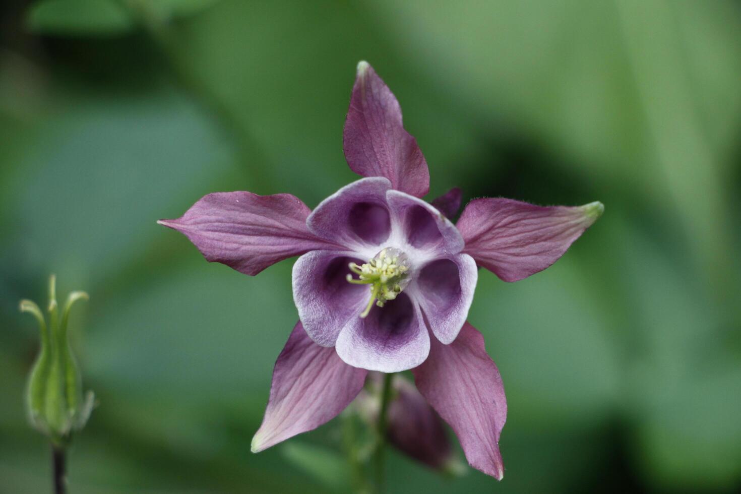 blue columbine flowers photo