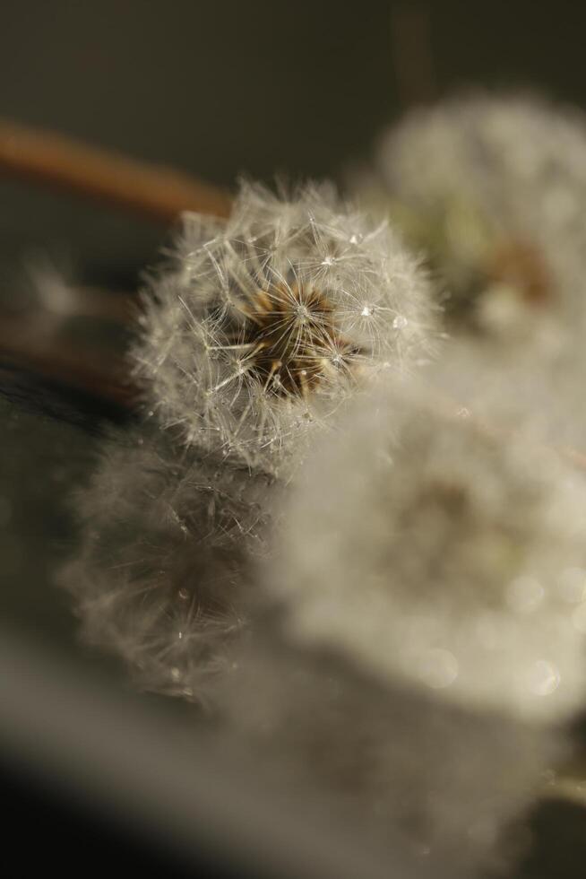 Dandelion seeds or fluffy photo