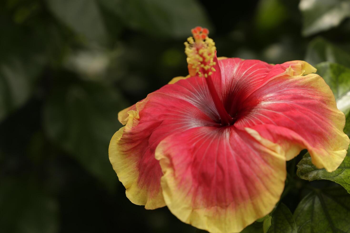 close up red orange hibiscus flower photo