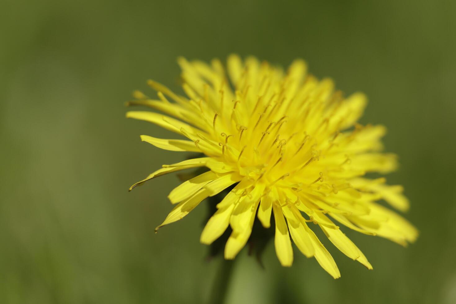 yellow dandelion flower a weed but also herbal medicine photo