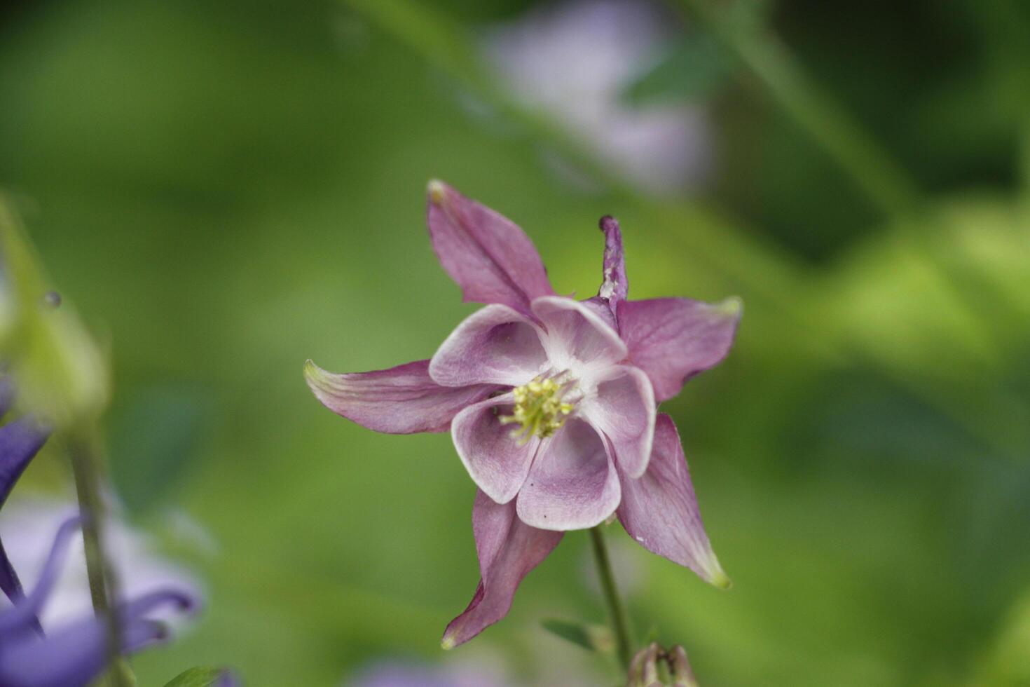 blue columbine flowers photo