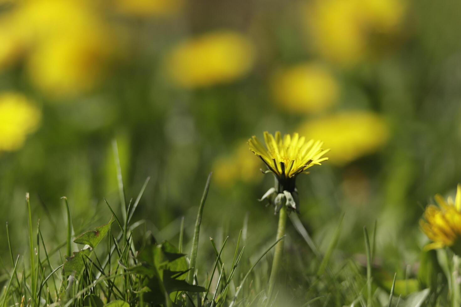 yellow dandelion flower a weed but also herbal medicine photo