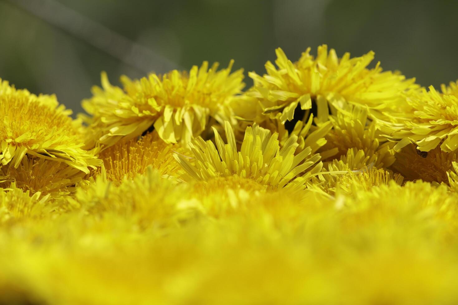 yellow dandelion flower a weed but also herbal medicine photo