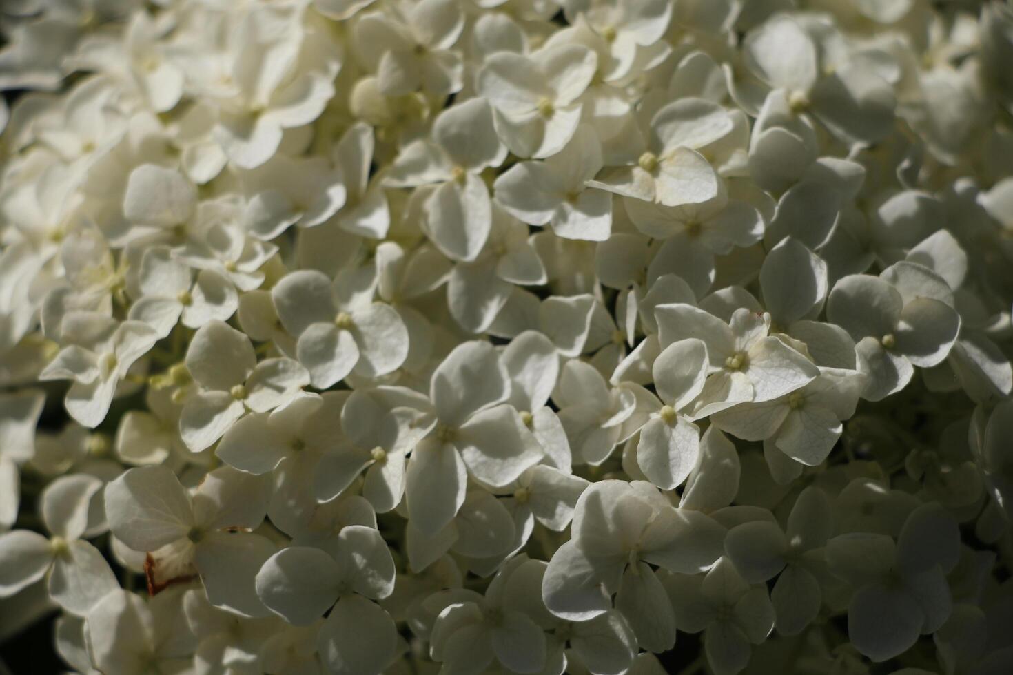 white hydrangea flowers partly in the sunlight photo