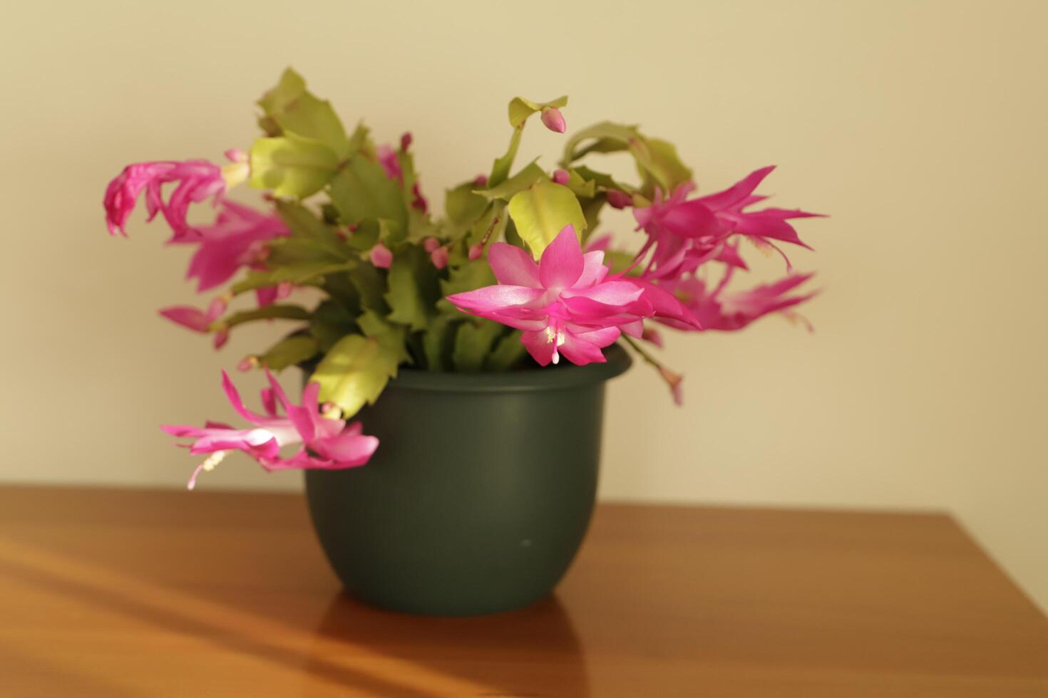 christmas cactus or holiday cactus photo