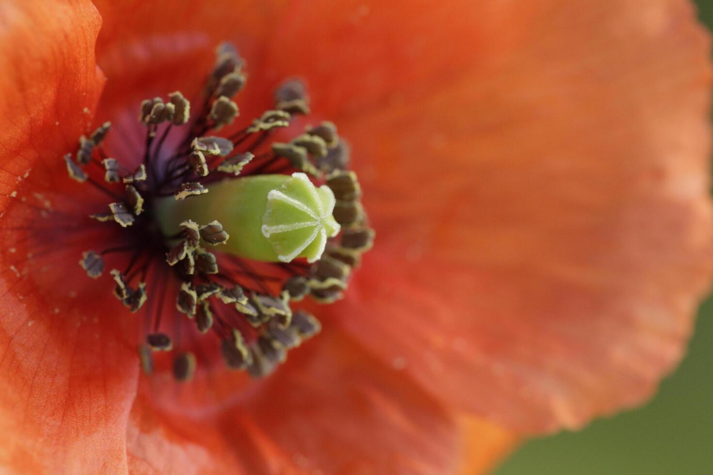 close up of a wild poppy flower photo