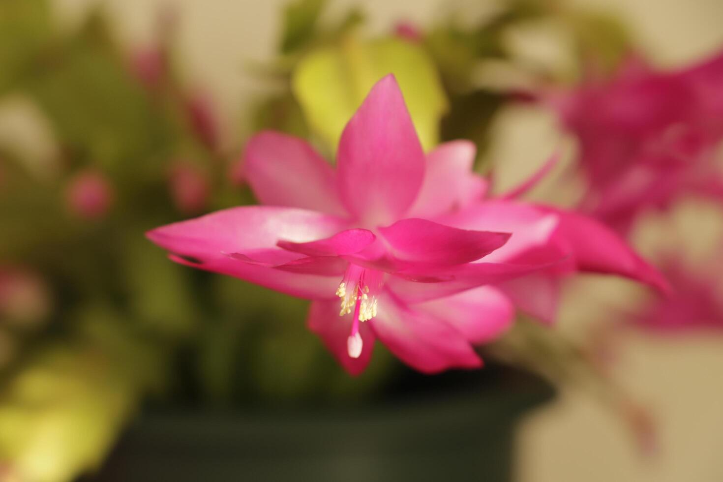 christmas cactus or holiday cactus photo