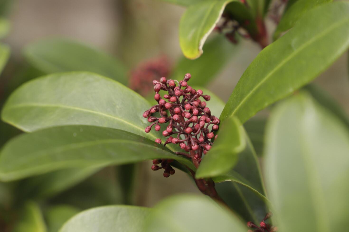 blooming skimmia flowers photo