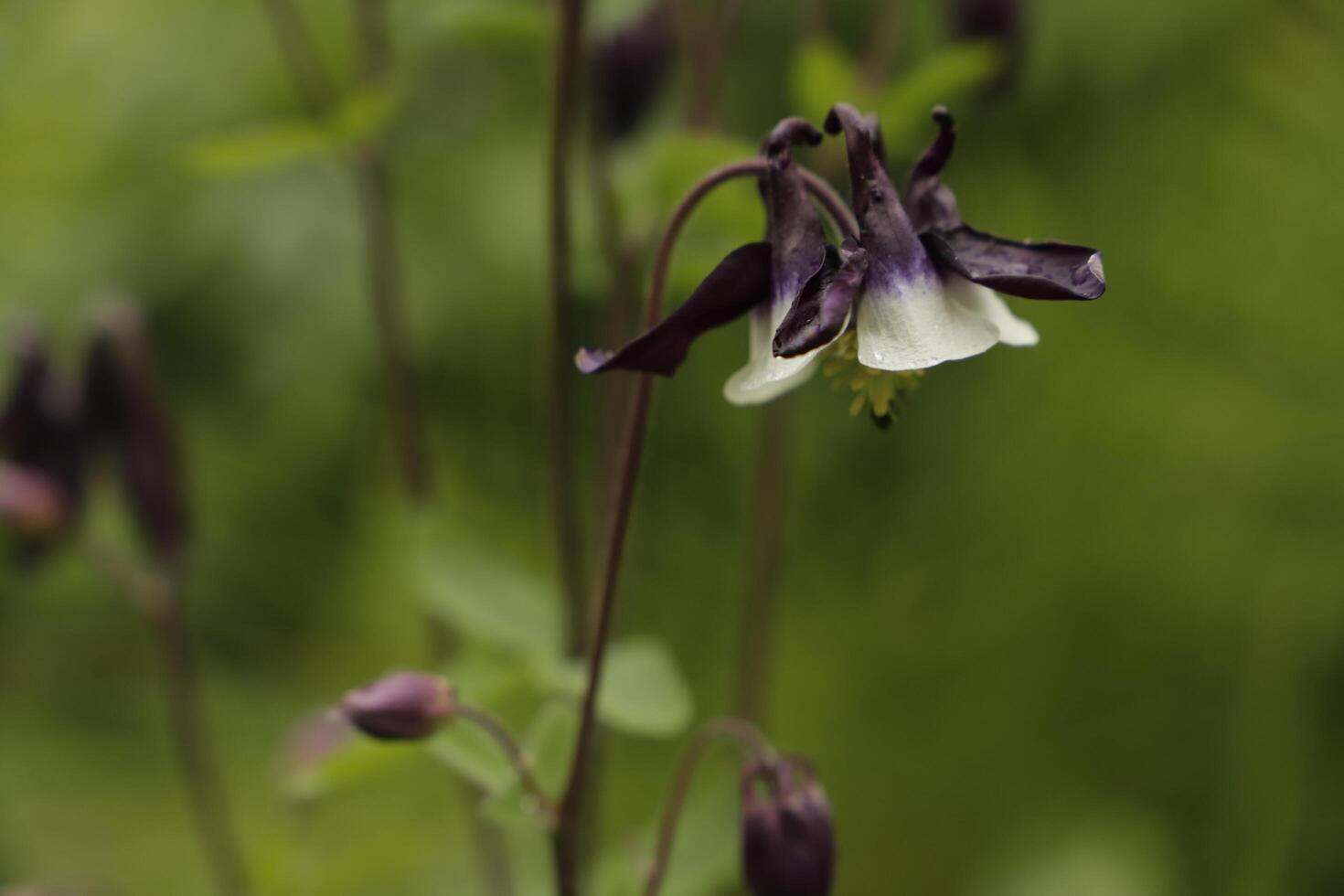 Blue white Columbine flowers blooming in May. You can find them in many colors photo