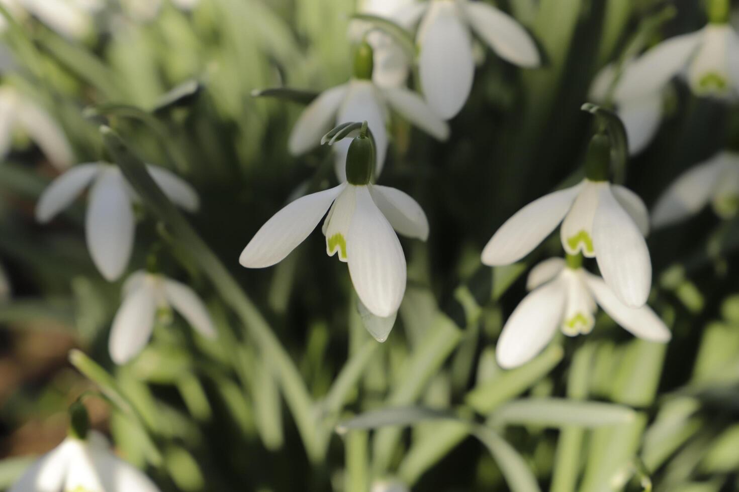 close up of white snow drops. the first flowers to bloom in january photo