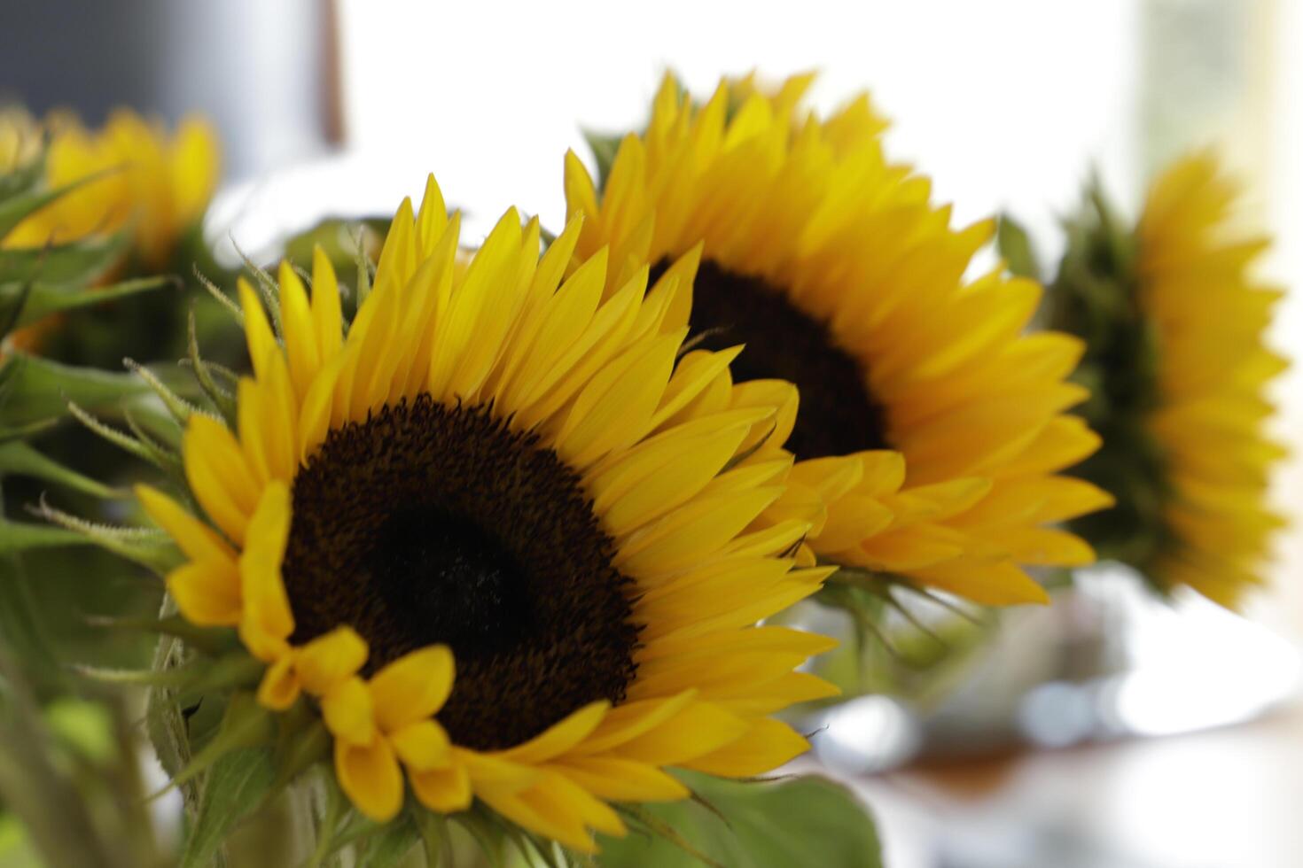 sun flower a real summer flower photo