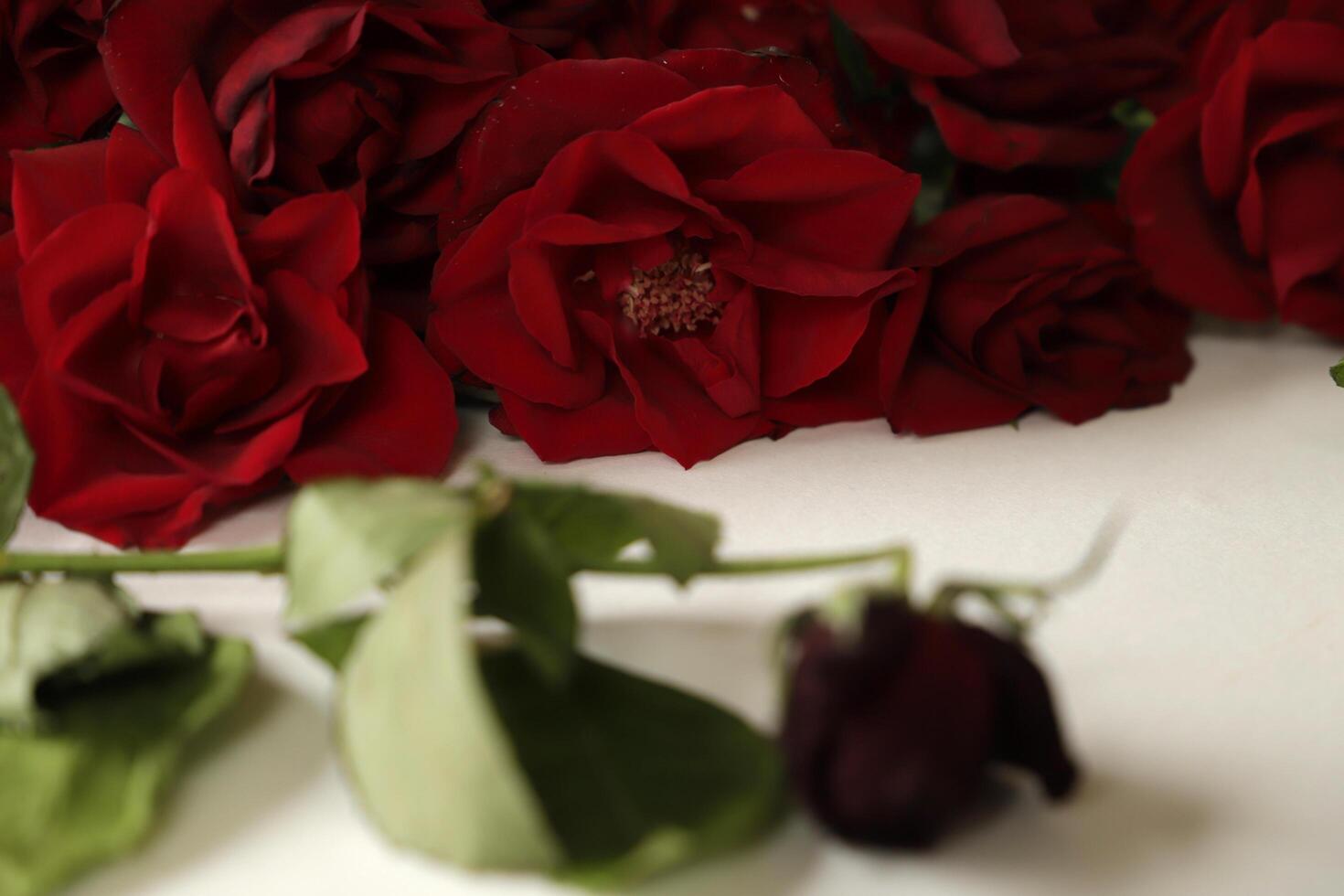 red roses lie on a white paper photo
