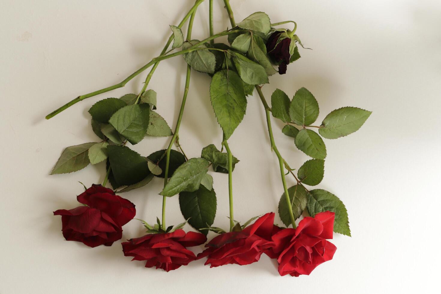 red roses lie on a white paper photo