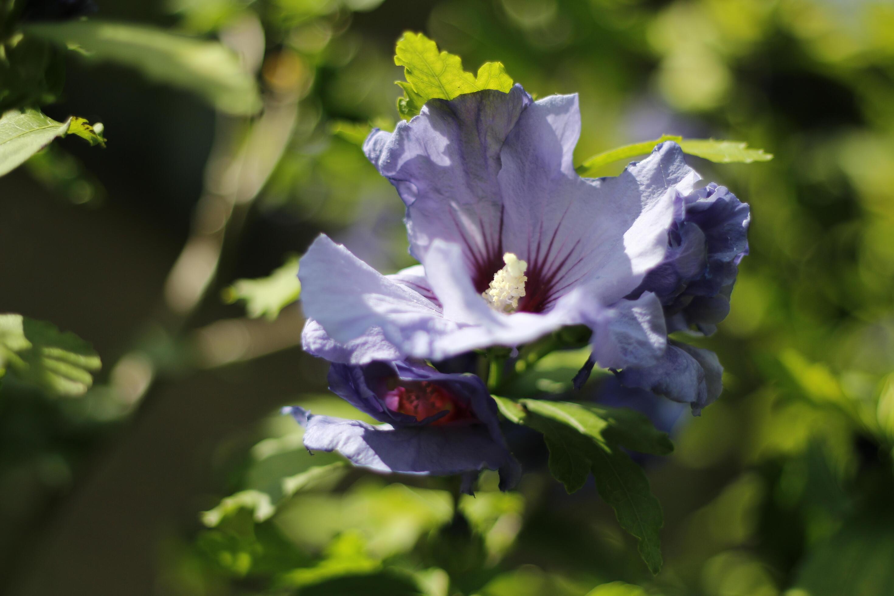 blue hibiscus shrub 43342965 Stock Photo at Vecteezy