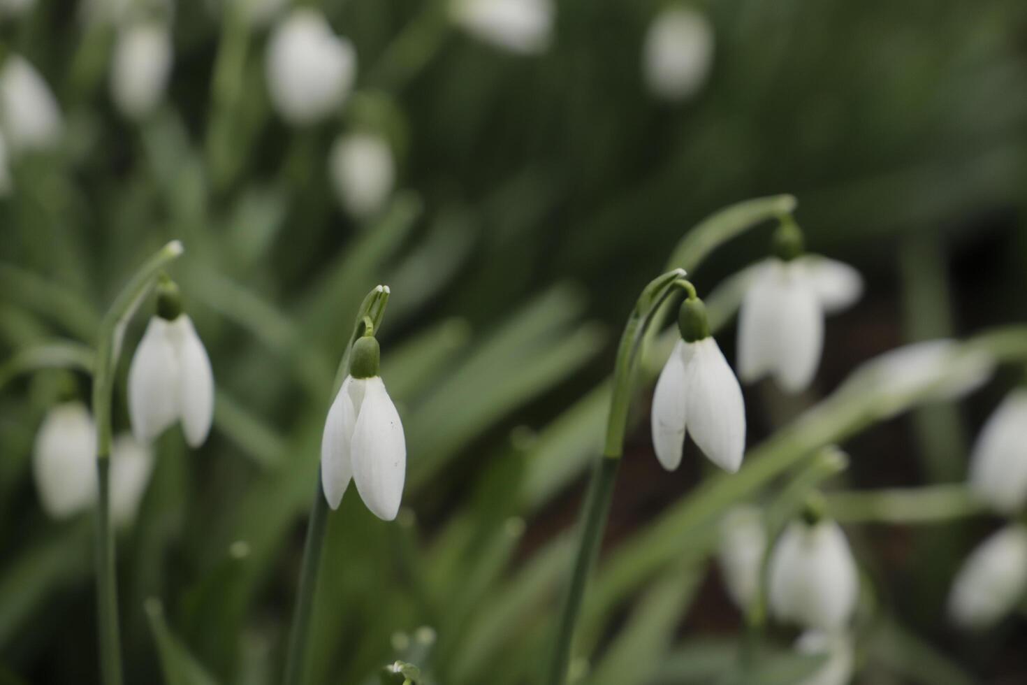 close up of white snow drops. the first flowers to bloom in january photo