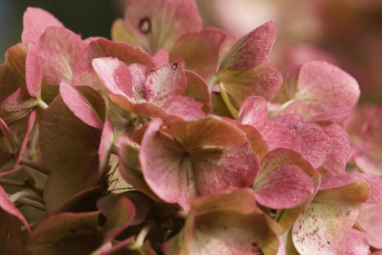 pink hydrangea with beautiful flowers photo