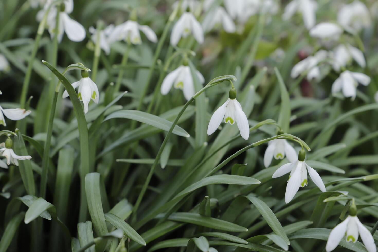 cerca arriba de blanco nieve gotas. el primero flores a floración en enero foto