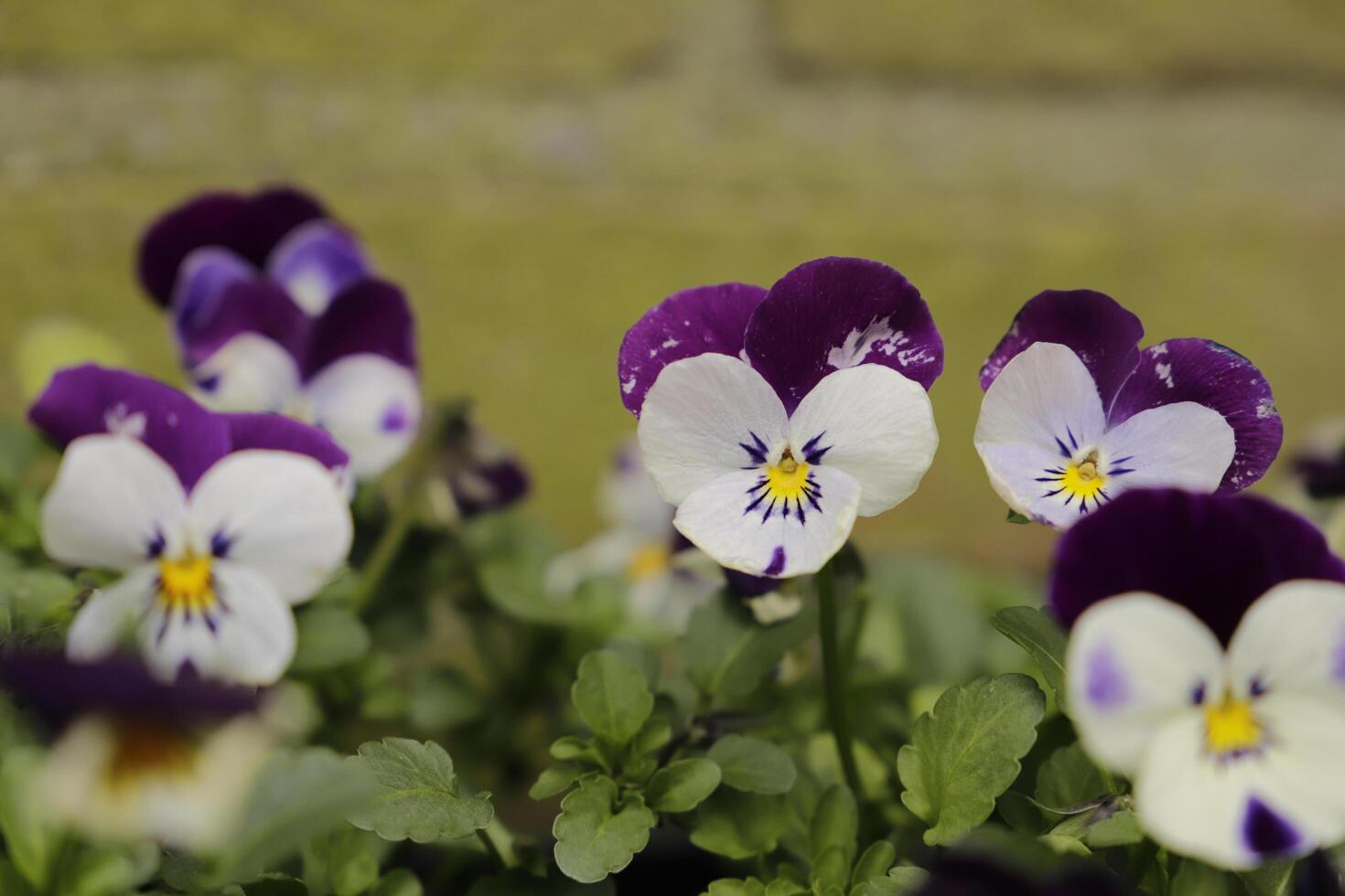 close up of colorful pansy flowers photo