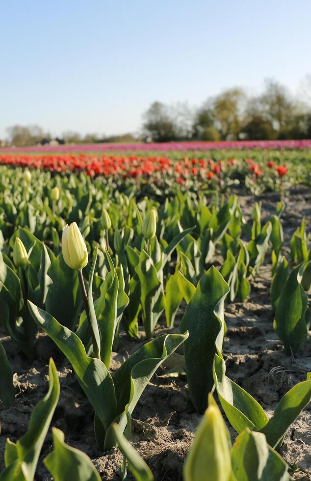 Colorful tulip fields in the spring. Flowers seen from a higher perspective. photo