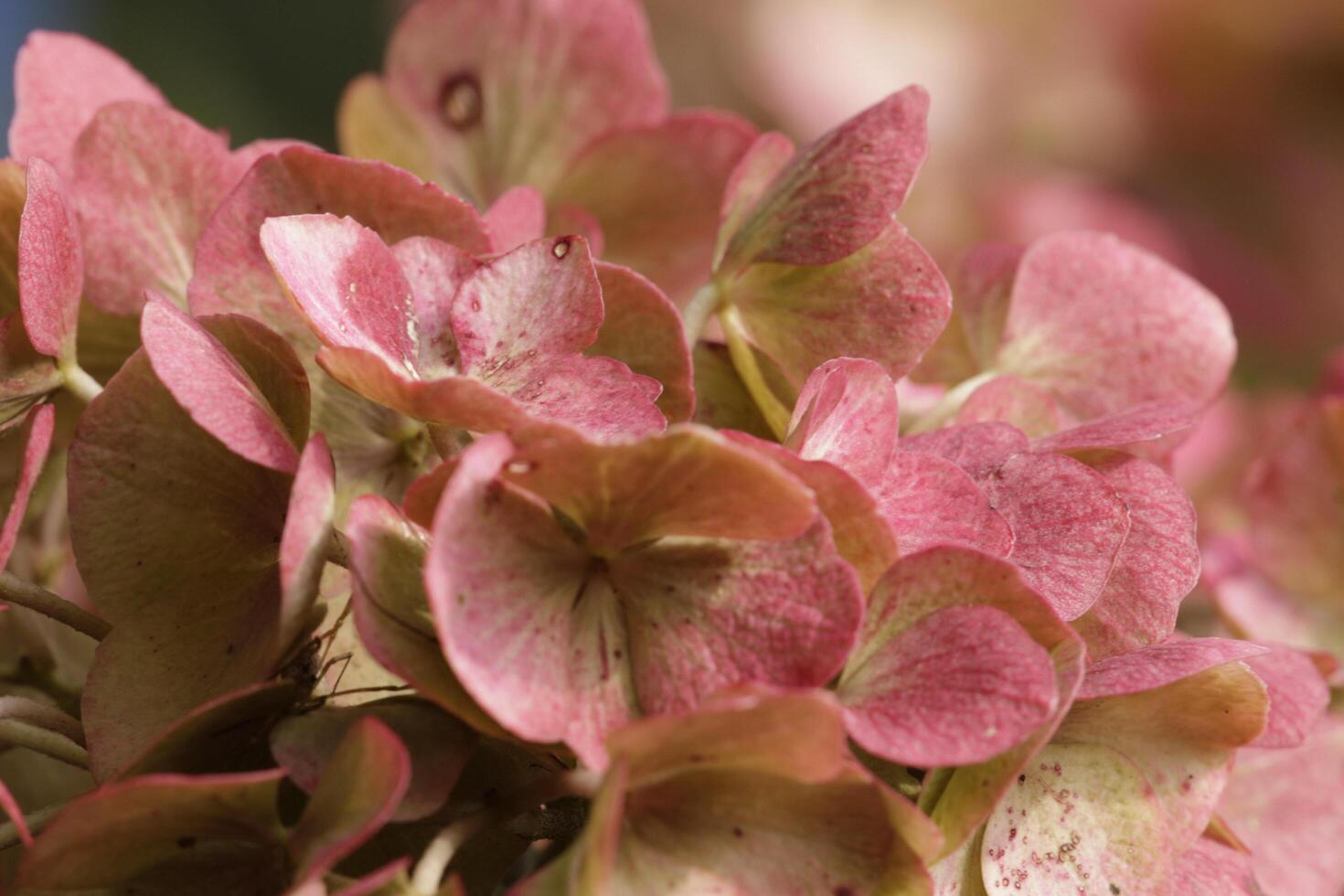 pink hydrangea with beautiful flowers photo