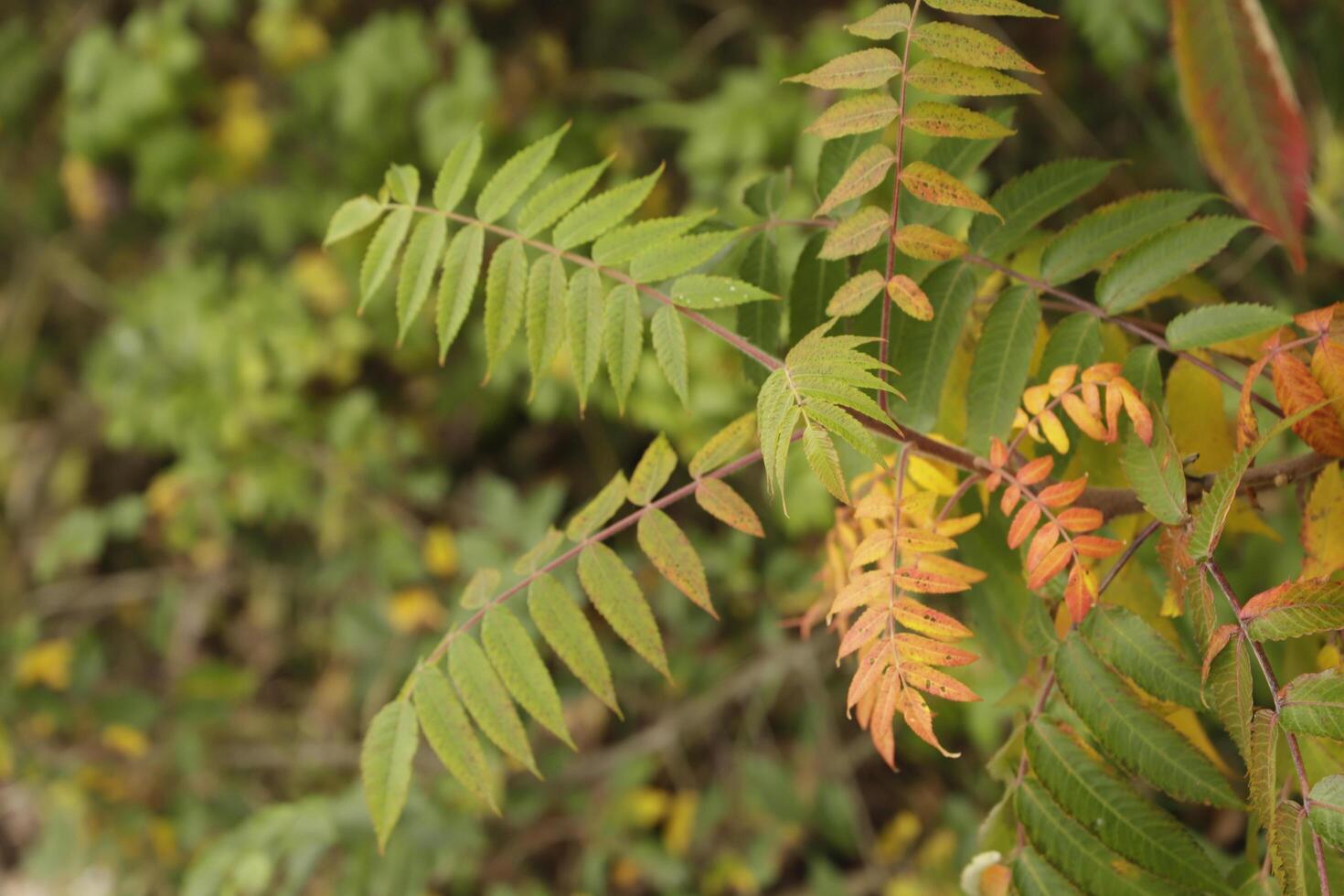 colorful autumn leaves photo