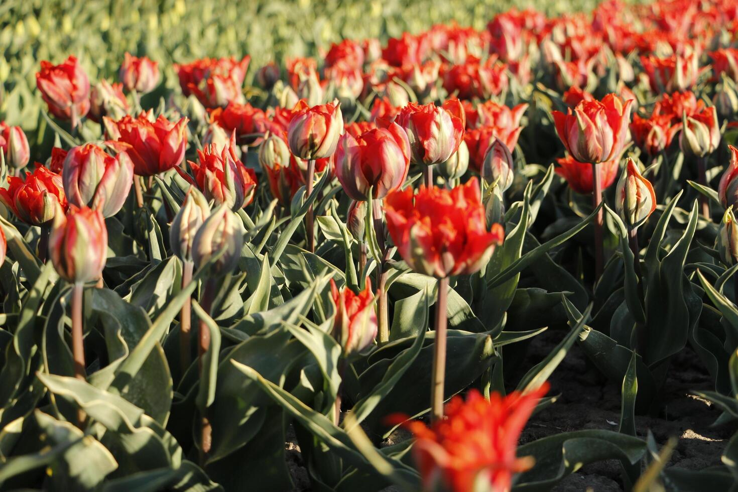 Colorful tulip fields in the spring photo