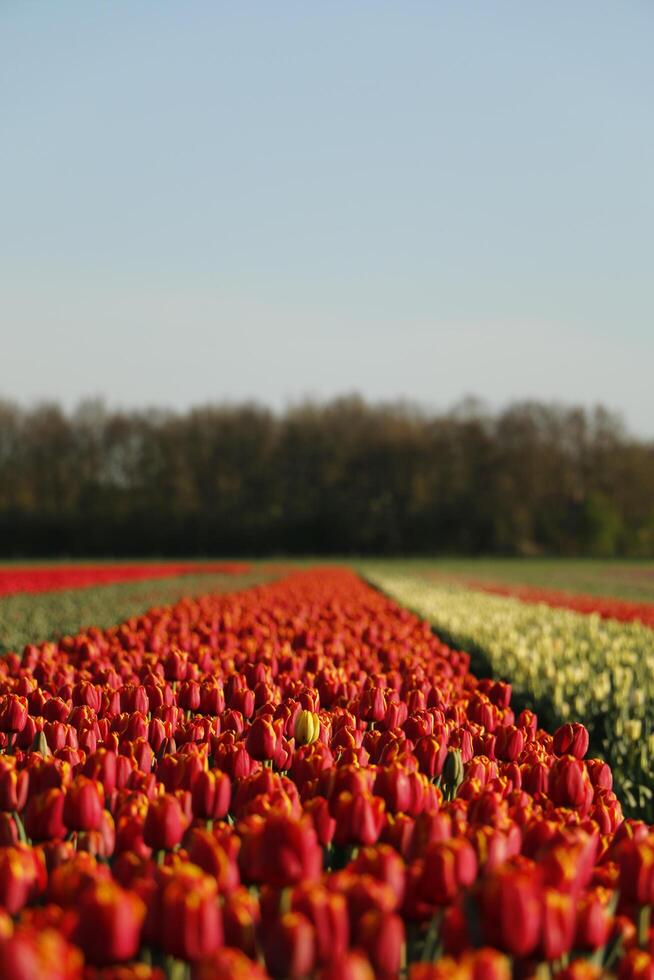 Colorful tulip fields in the spring. Flowers seen from a higher perspective. photo