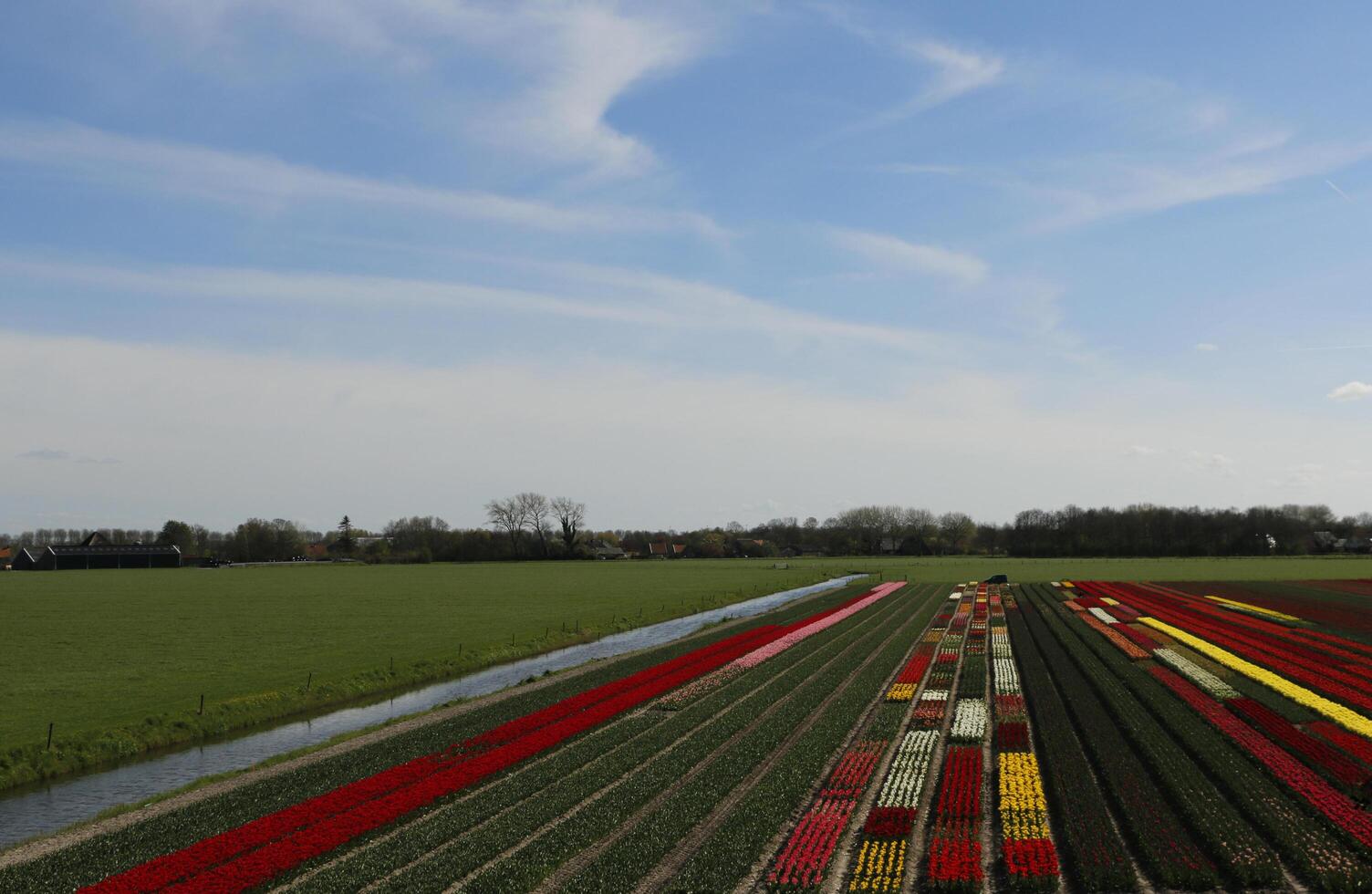 Colorful tulip fields in the spring. Flowers seen from a higher perspective. photo