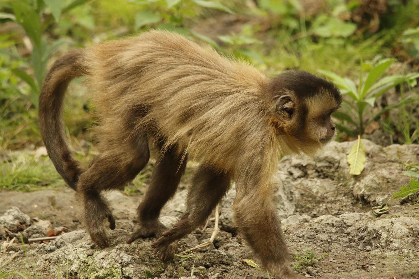 capuchin monkey in a forest photo