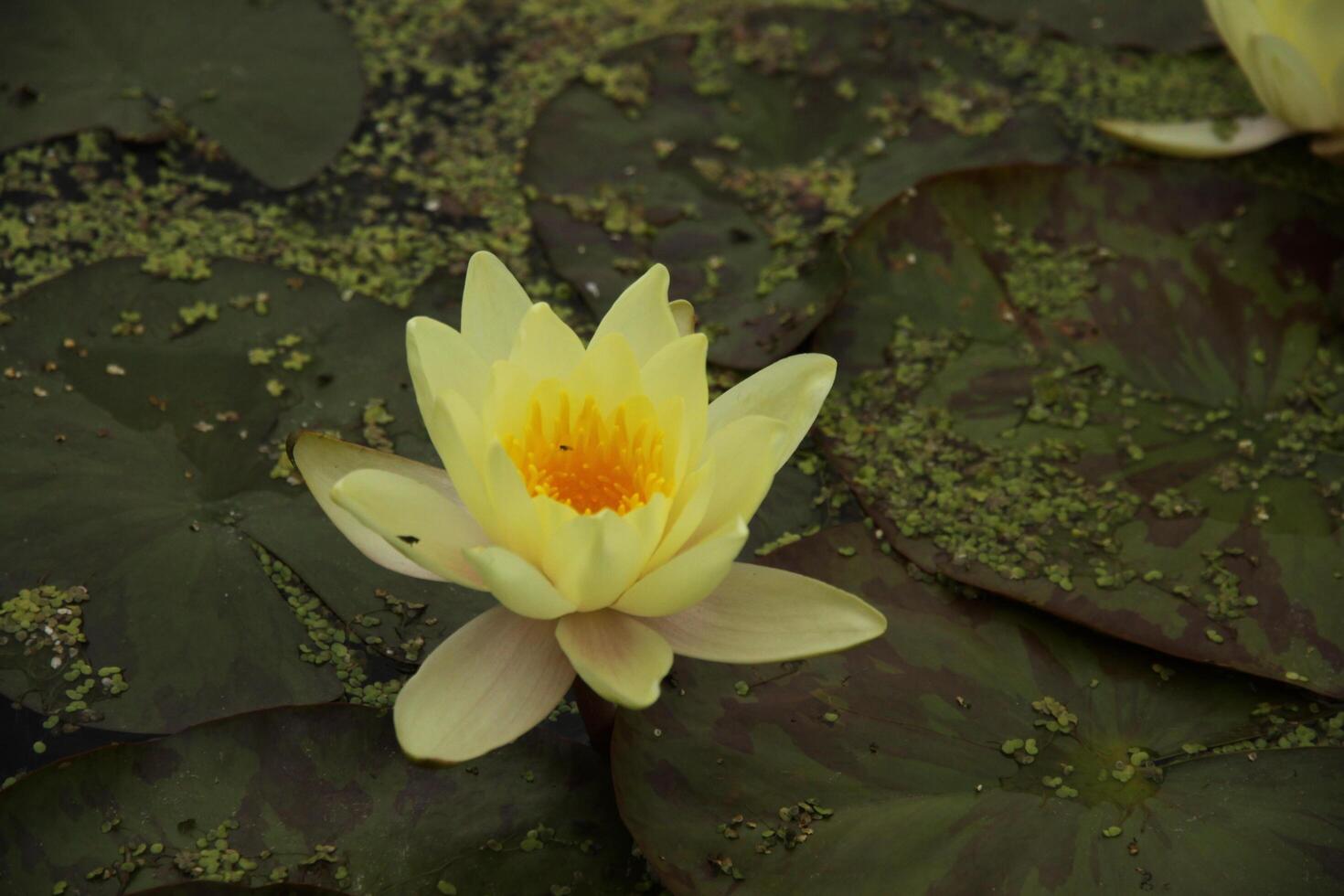 Yellow Water lily flower in a pond photo