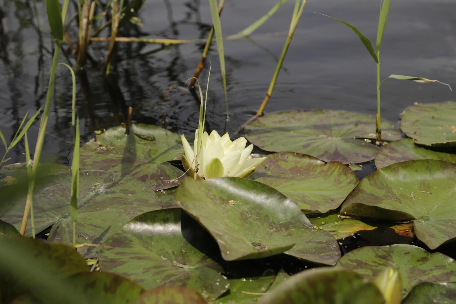 Yellow Water lily flower in a pond photo