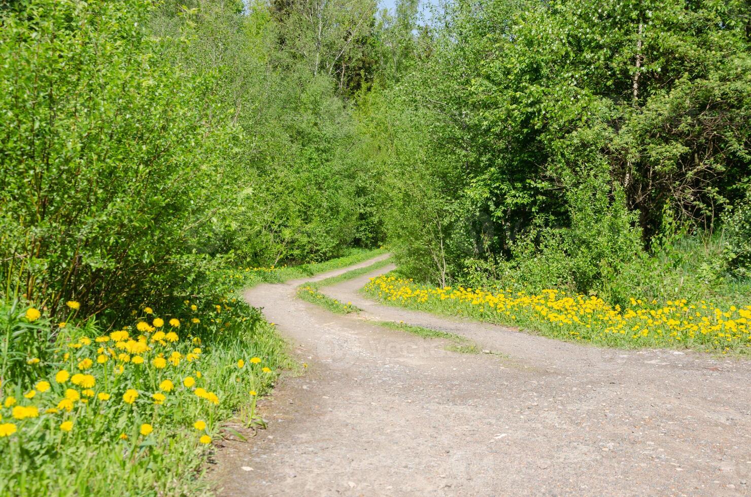 A road among yellow flowers and trees photo