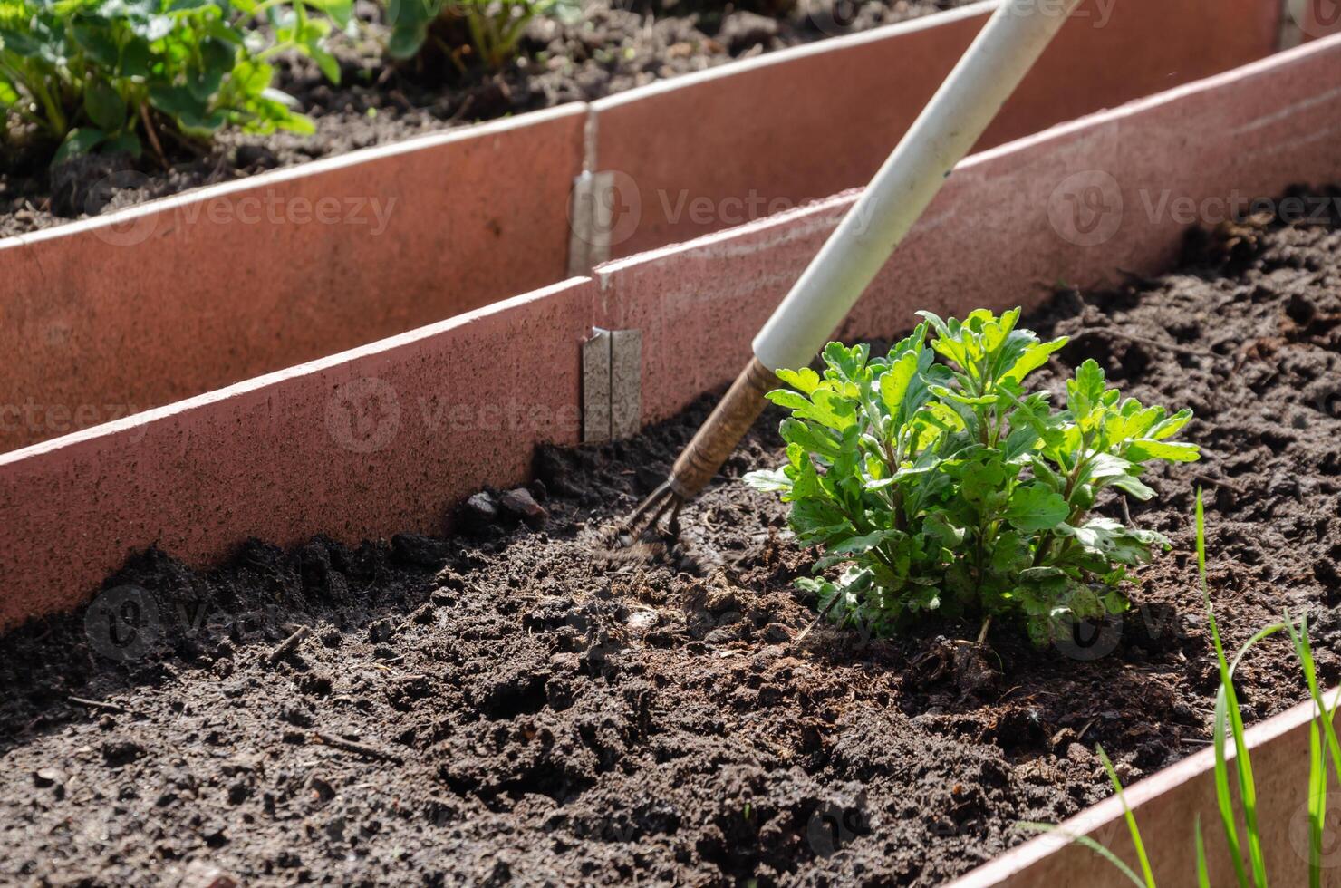 Loosening the soil in the bed around chrysanthemum flower seedlings. High quality photo