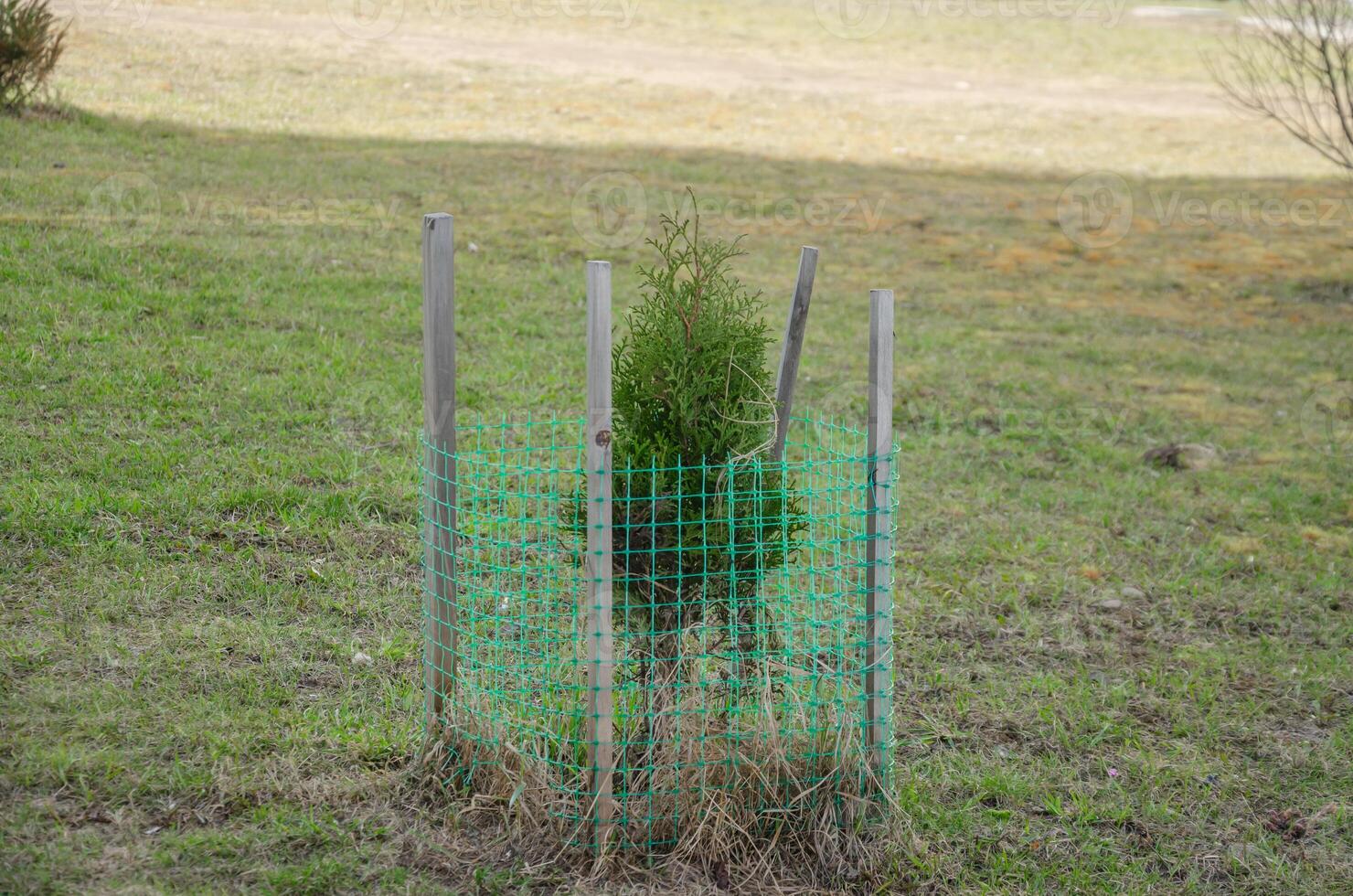 Thuja seedlings are planted on the lawn and covered with a net. High quality photo