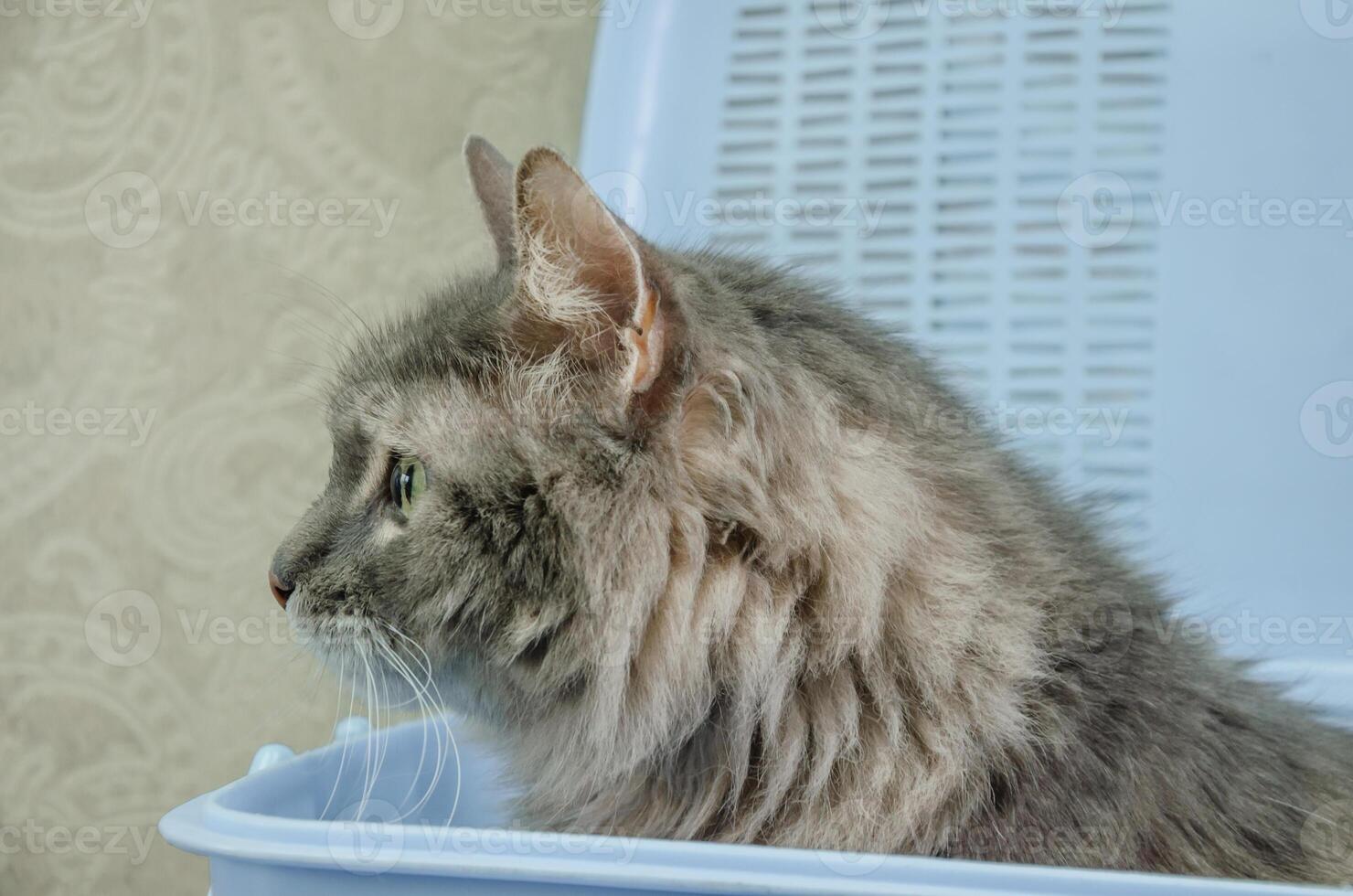 Cat sitting in a basket carrier and peeking out photo