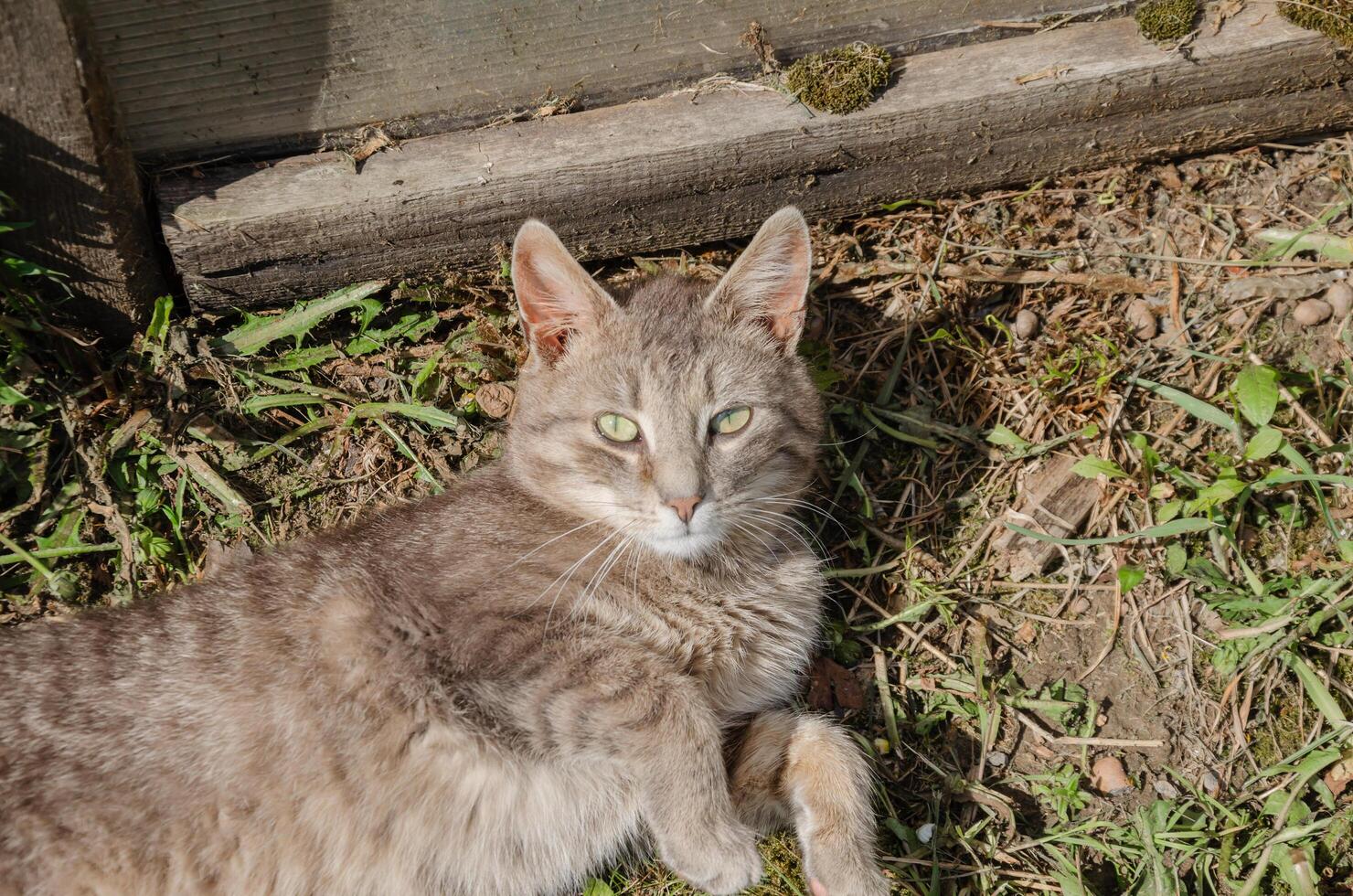 Street stray cat lying on the ground photo
