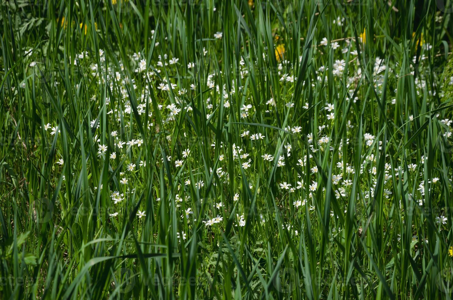 In summer, white flowers bloom among the grass photo