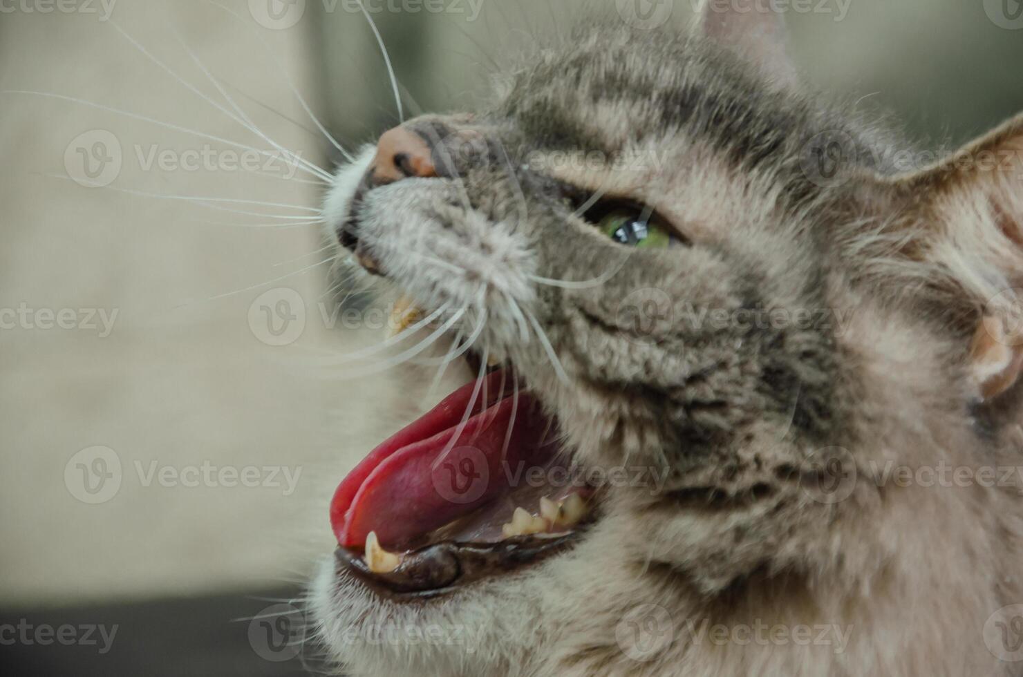 The cat has its mouth open and hisses, angry cat. High quality photo