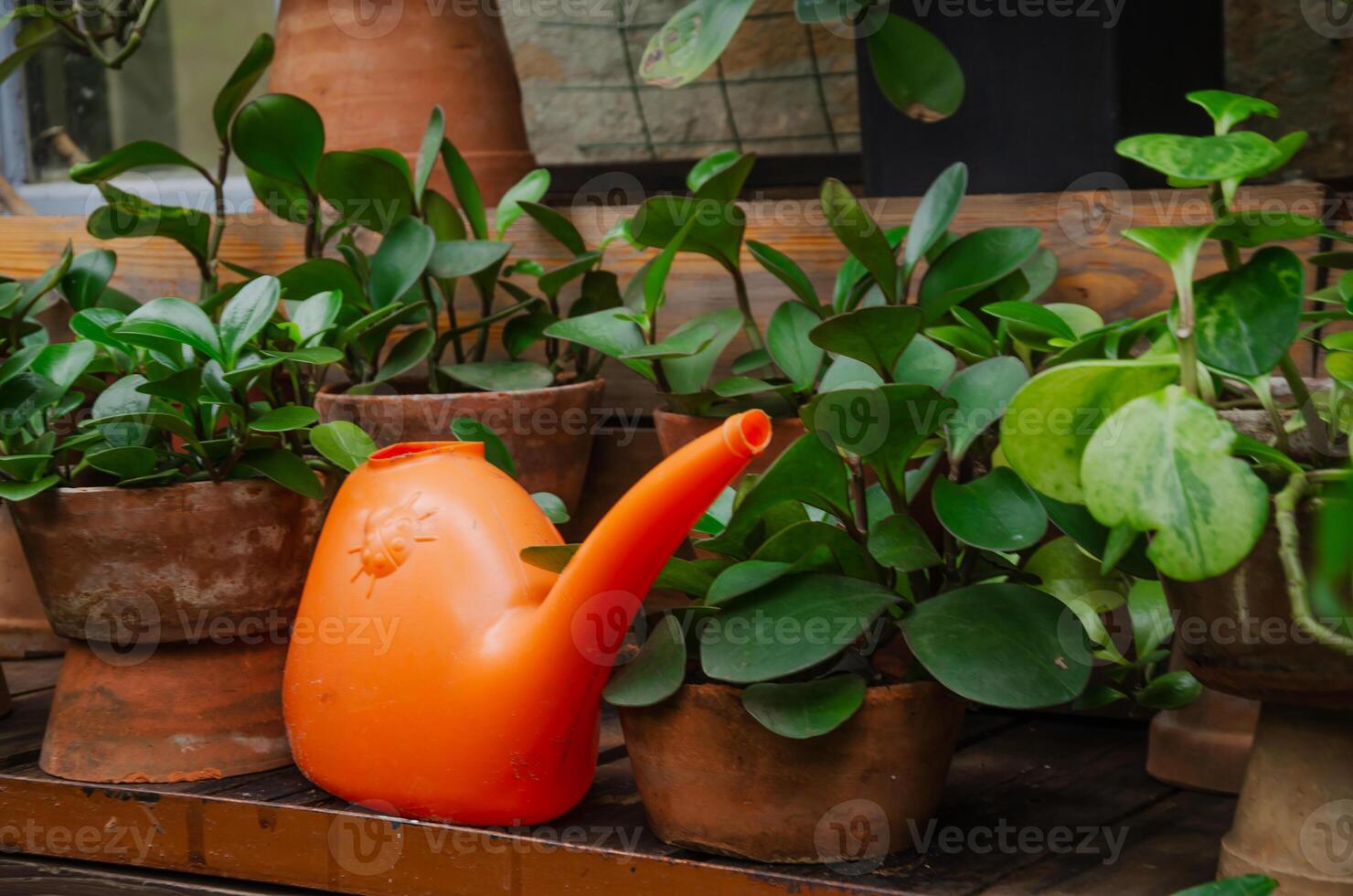 A watering can stands near the flowers in pots photo