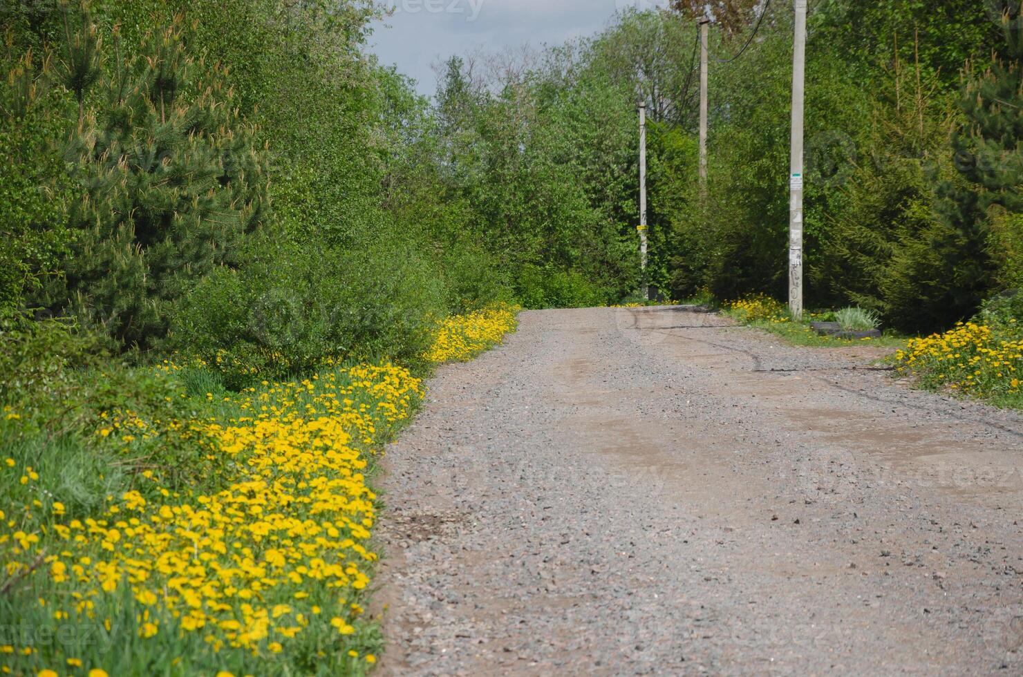 A road among yellow flowers and trees photo