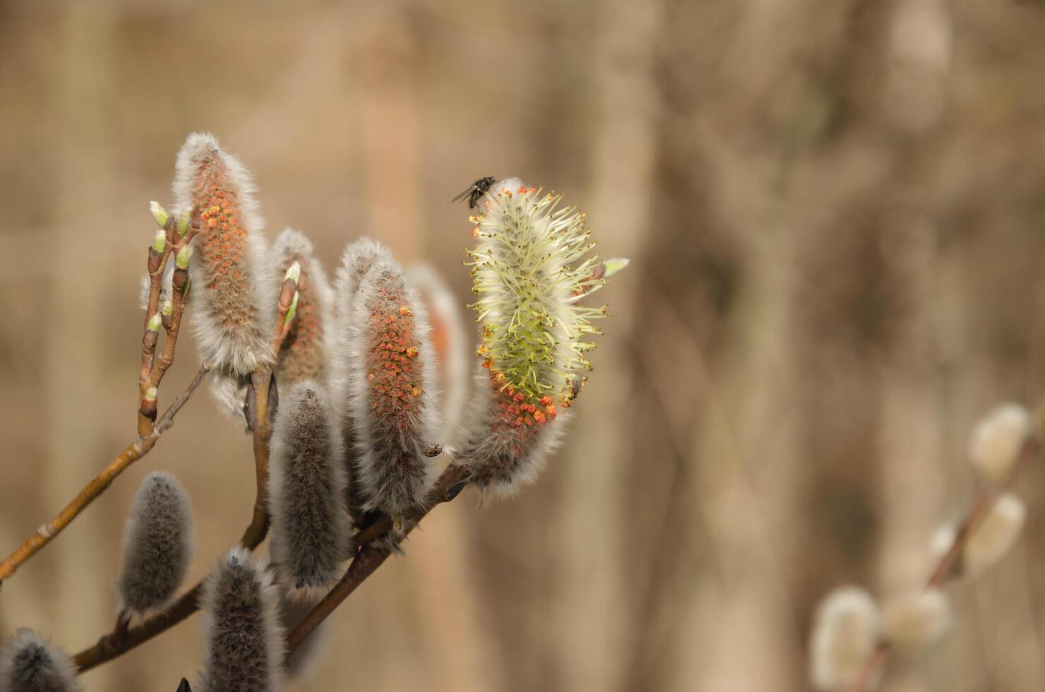 Spring flowering willow tree, buds blooming photo