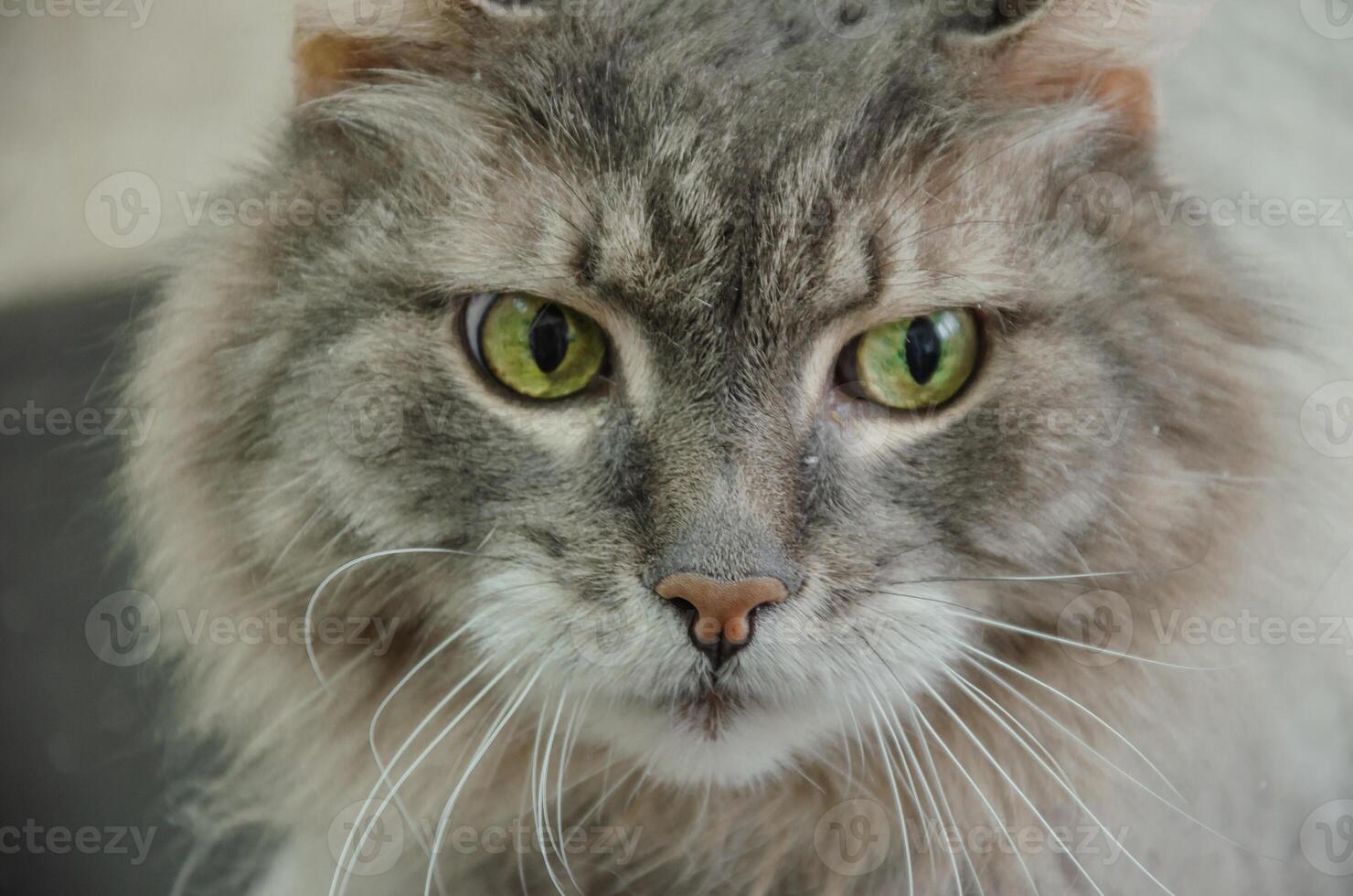 Cat head portrait with green eyes photo