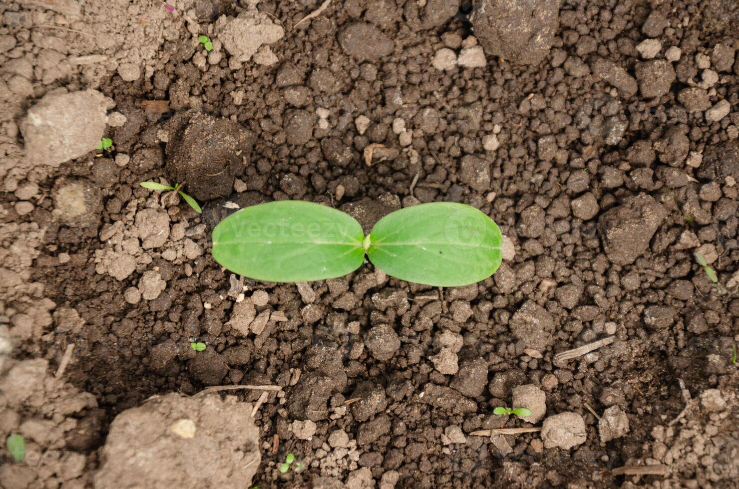 Cucumber seedlings grew two leaves in the ground, top view photo