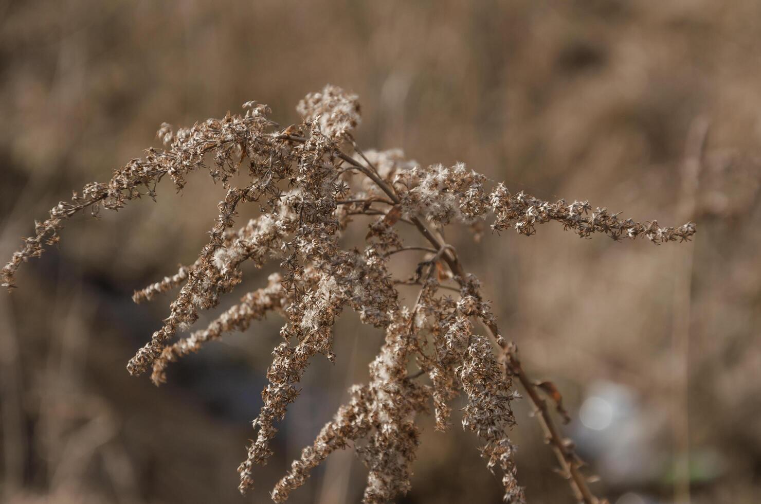 Beautiful dry grass in autumn photo