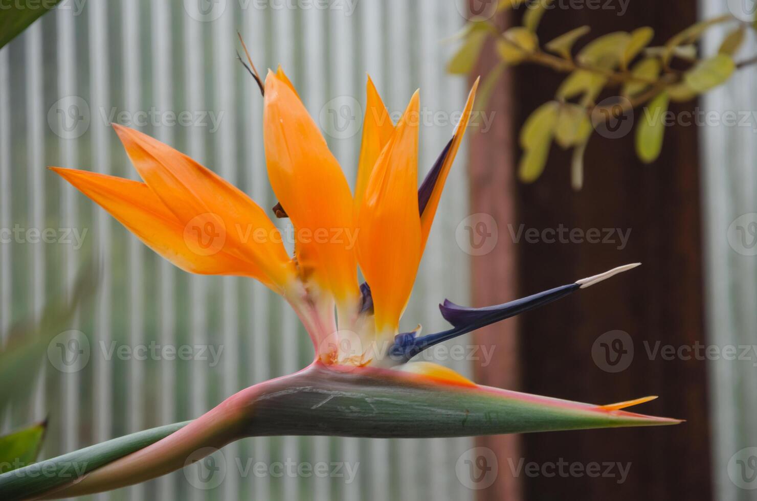 The tropical Strelitzia flower blooms beautifully photo